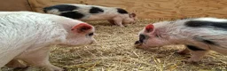 Pig livestock for sale: 3 x Castrated Mini / Micro Pigs - Advert 5