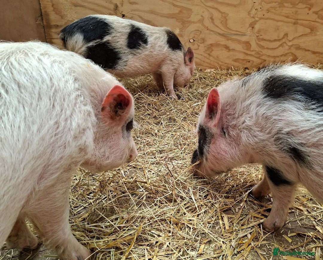 Pig livestock for sale: 3 x Castrated Mini / Micro Pigs - Advert 5