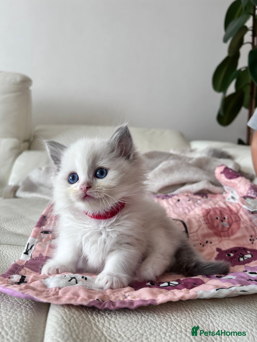 Ragdoll cats for sale: Ragdoll kittens - Image 15