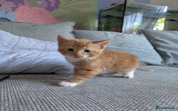 Mixed Breed cats for sale: Kittens 2 litters - Image 3