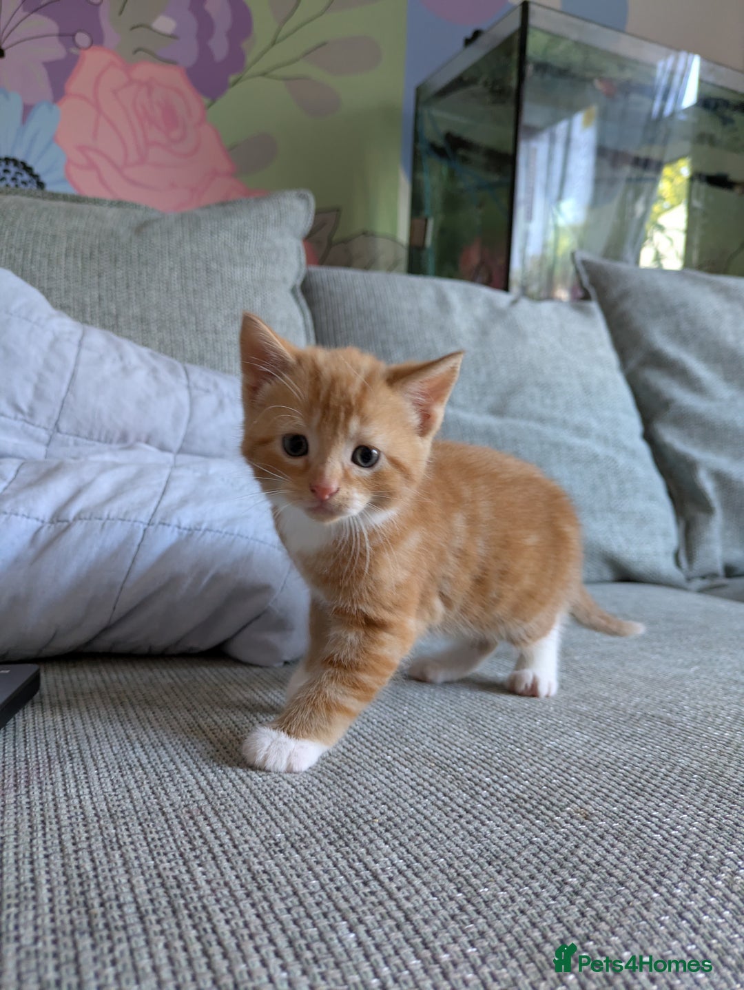 Mixed Breed cats for sale: Kittens 2 litters - Image 3