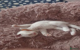 Turkish Angora cats for sale: Turkish angora cross Bengal  - Image 23
