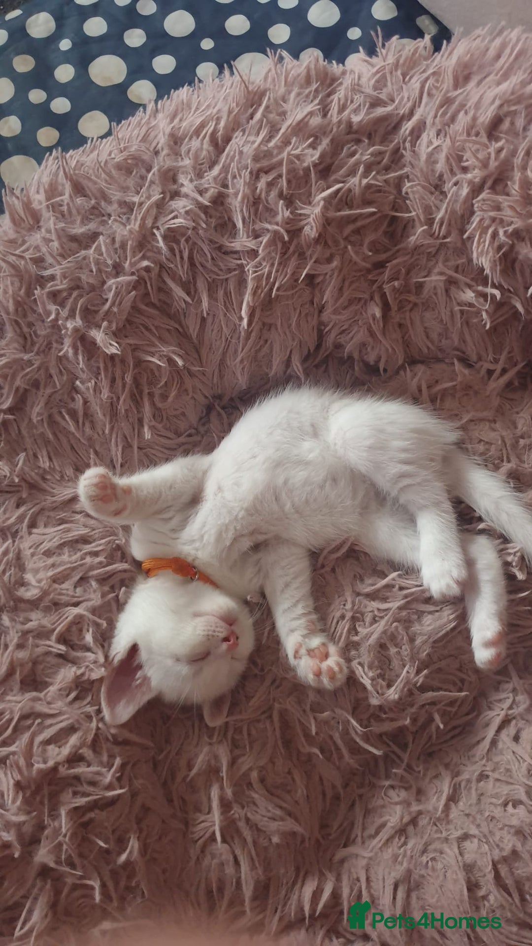 Turkish Angora cats for sale: Turkish angora cross Bengal  - Image 23