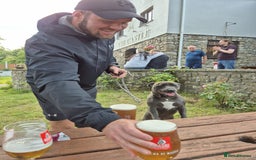 Staffordshire Bull Terrier dogs for stud: Staffordshire Bull Terrier for Stud - Image 9