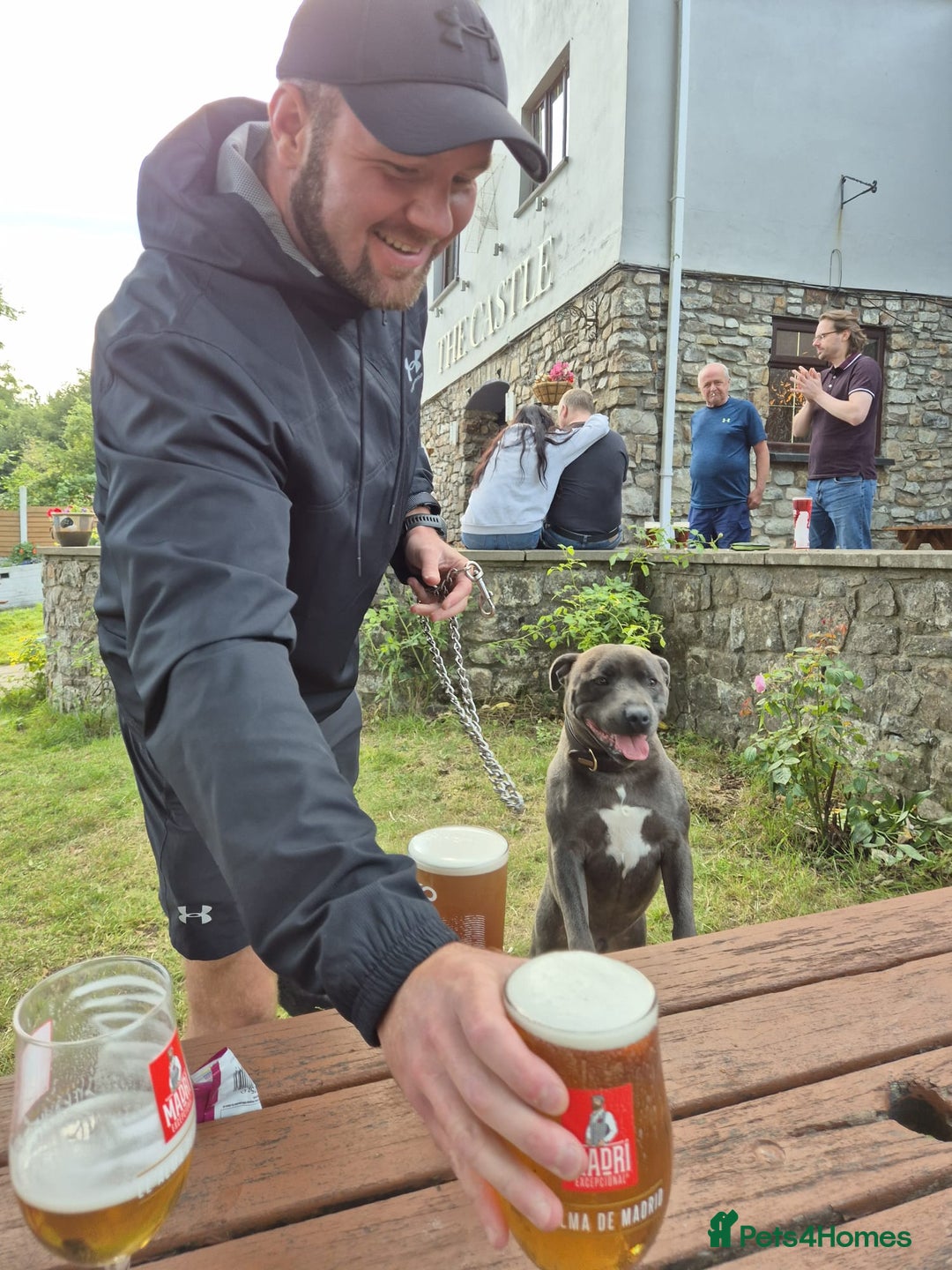 Staffordshire Bull Terrier dogs for stud: Staffordshire Bull Terrier for Stud - Image 9