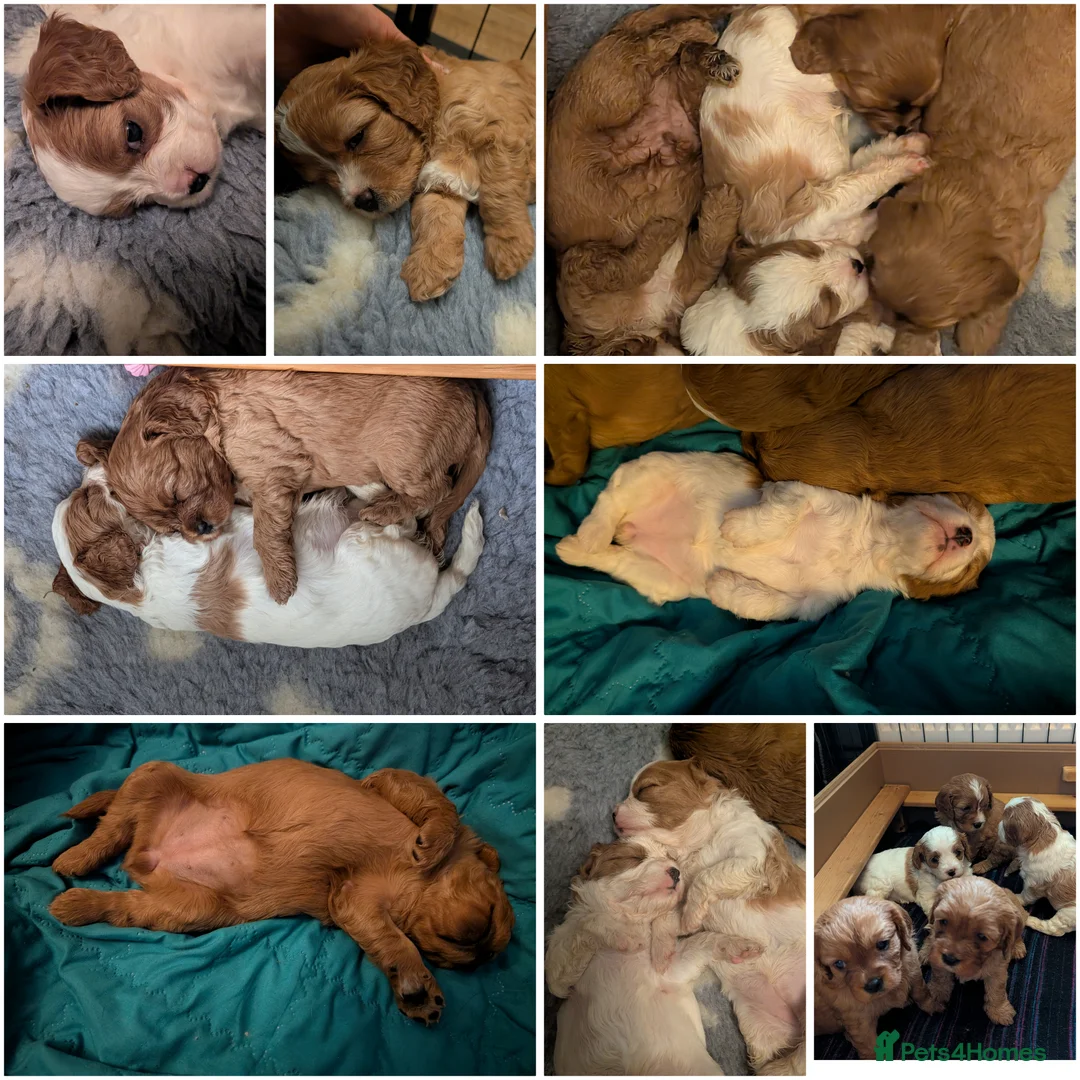 Cavapoo dogs for sale: F2 Cavapoo Puppies  in Norwich - Advert 2