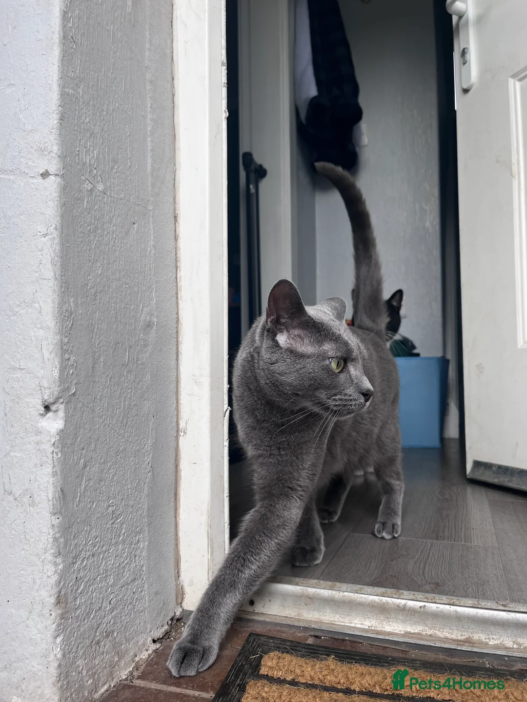 Domestic Shorthair cats for sale: Blue male cat - Advert 4