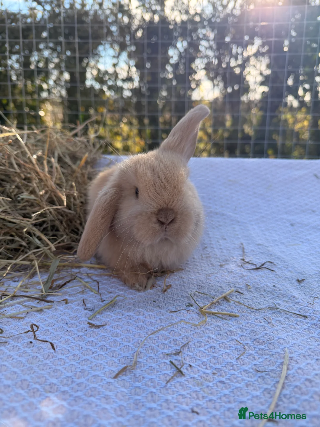 Mini Lop rabbits for sale: Gorgeous mini Lop babies  - Advert 5