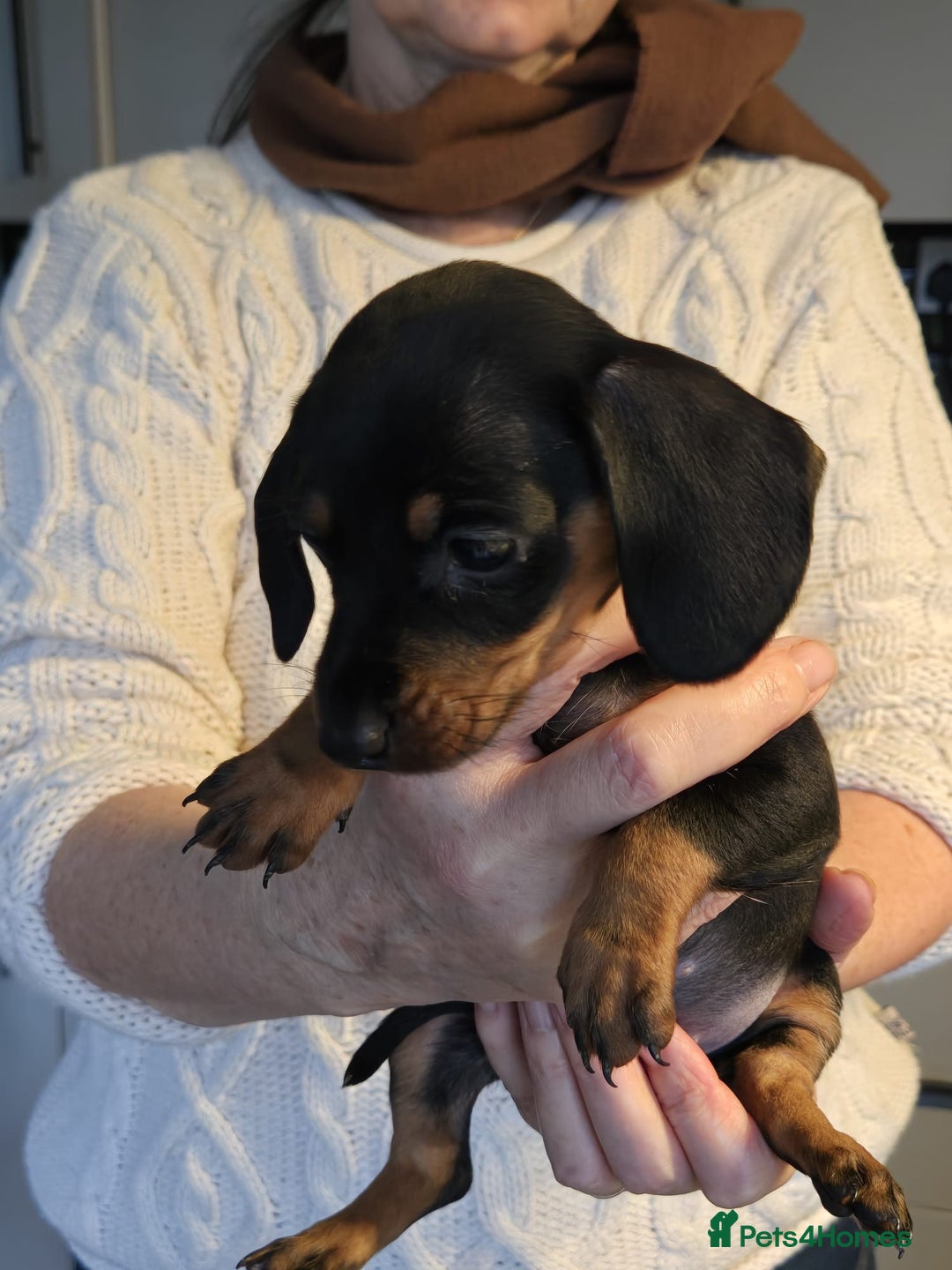 Miniature Dachshund dogs for sale: Miniature dashshund - Advert 7