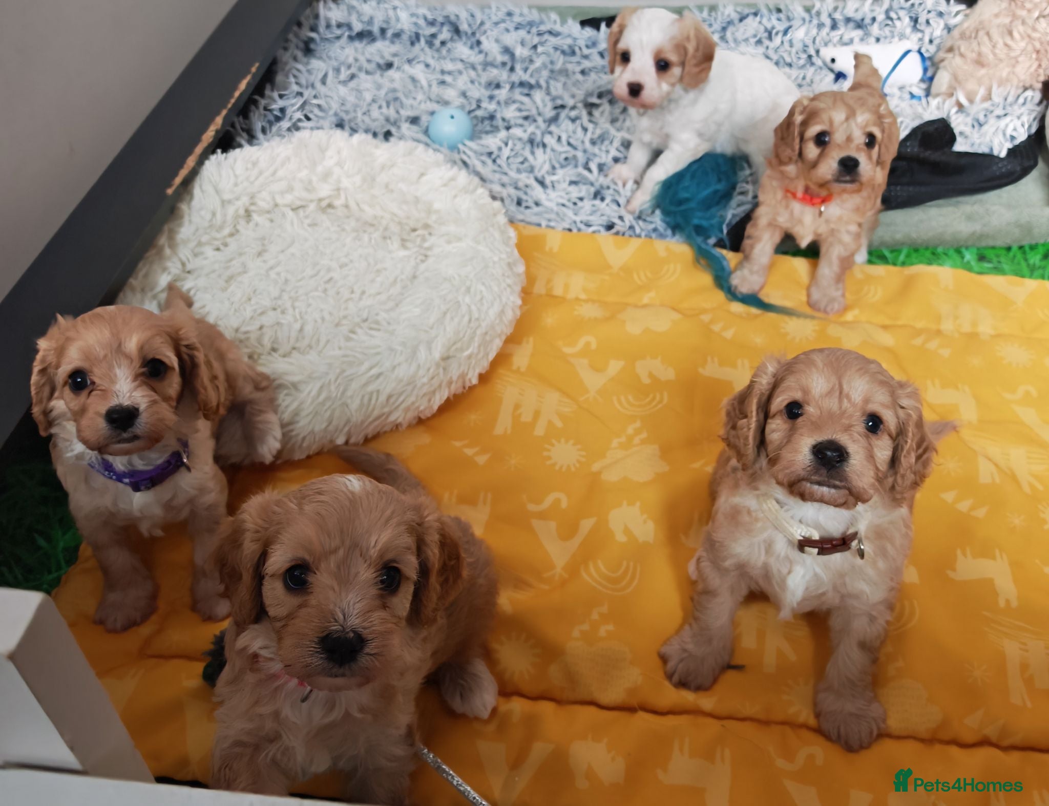 Cavapoo dogs Home breed cavapoo F1/ health tested parents - Advert 2