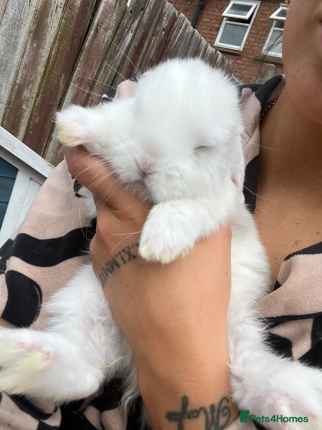 Mini Lop rabbits for sale: 3 female bunnies  - Advert 6