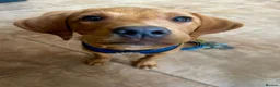 Labrador Retriever dogs for sale: Trained Labrador for sale  - Advert 3