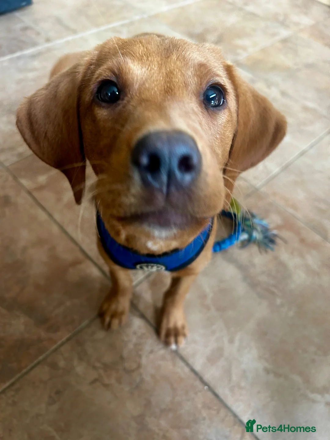 Labrador Retriever dogs for sale: Trained Labrador for sale  - Advert 3