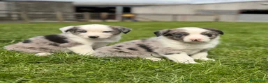 Blue merle