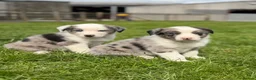 Mixed Breed dogs for sale: Adorable Australian Shepherd cross puppy in Lampeter - Advert 1