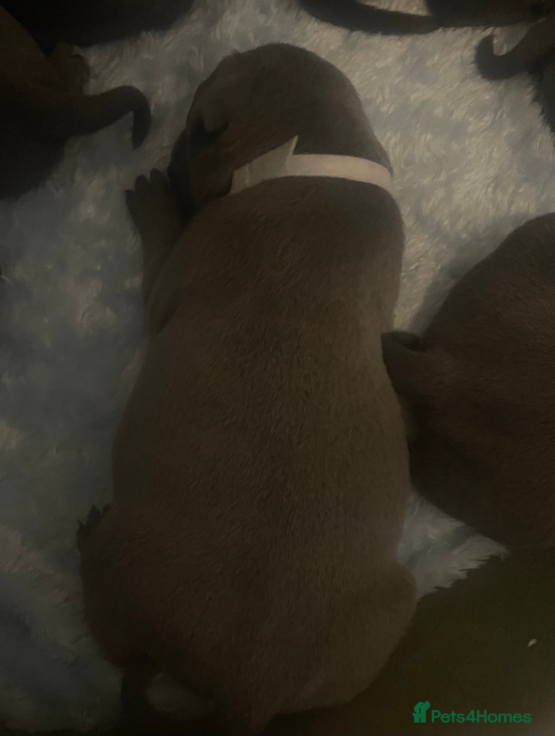 Staffordshire Bull Terrier dogs for sale: Litter of blue Staffordshire bull terriers  - Image 30