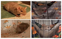 Rat rodents for sale: 2 male rats plus large cage and accessories - Image 2