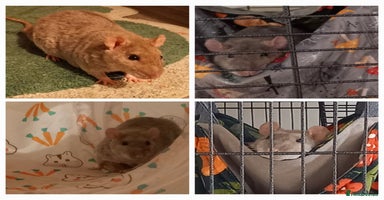 Rat rodents - Advert 13