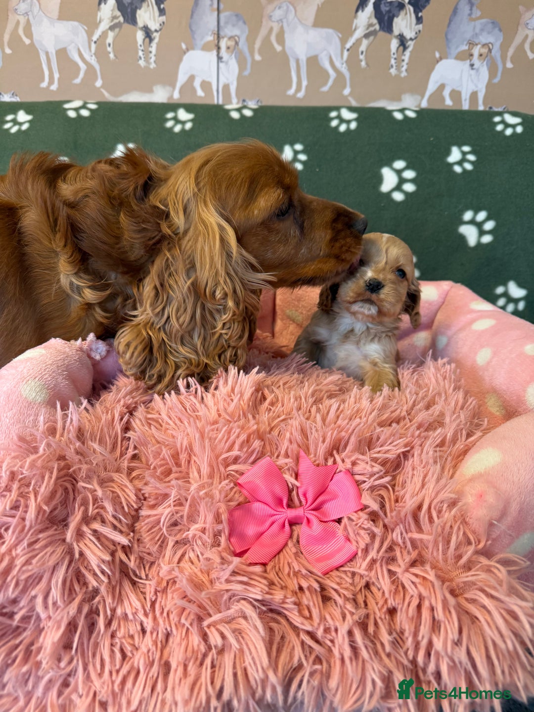 Cockapoo dogs for sale: F1 Cockapoo’s available  - Advert 6