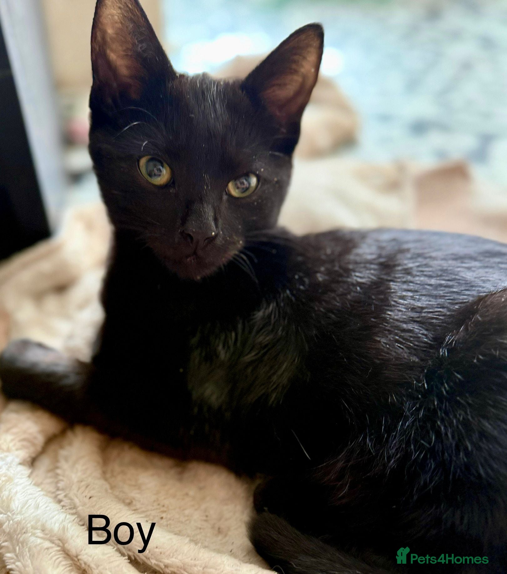 Mixed Breed cats Kittens  - Advert 7