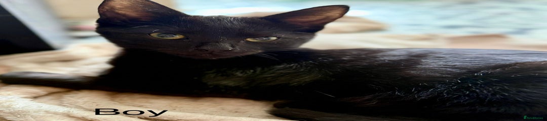 British Shorthair Kitten 2