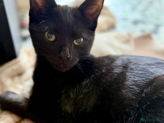 Mixed Breed cats Kittens - Advert 1