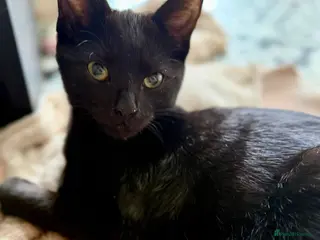 Mixed Breed cats Kittens - Advert 19