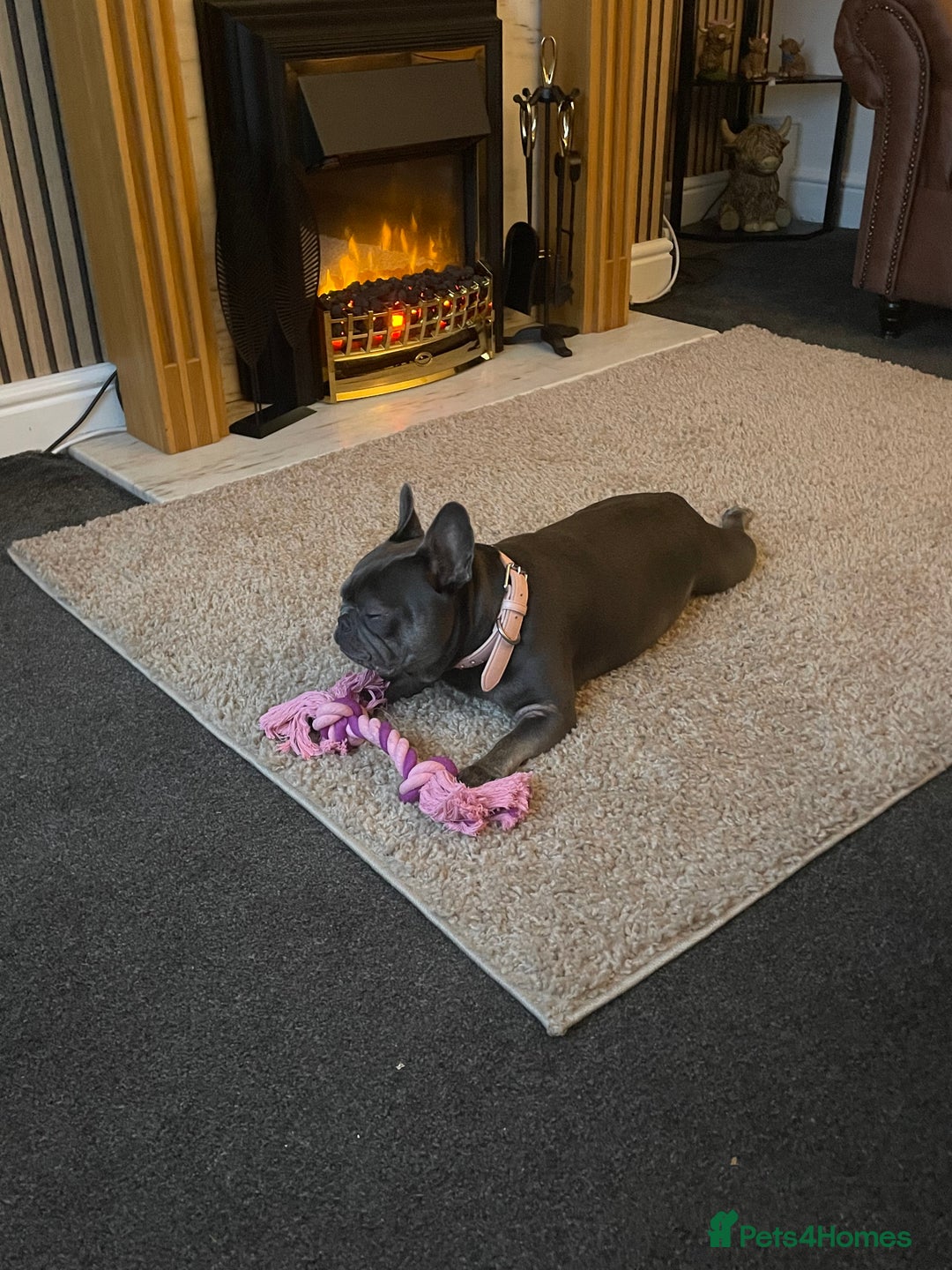 French Bulldog dogs for sale: Female French bulldog  - Advert 4