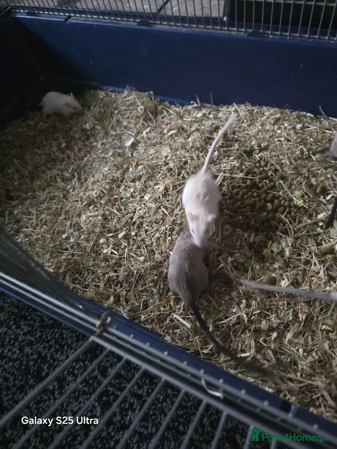 Gerbil rodents for sale: Baby Gerbils  in Nuneaton - Advert 3