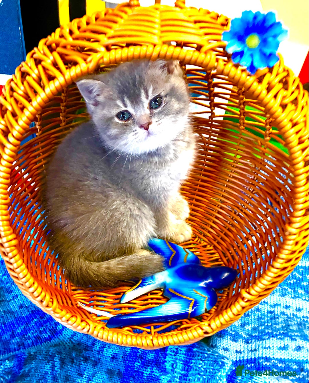 Scottish Fold cats for sale: 5 Scottish Fold Kittens for sale - Advert 3