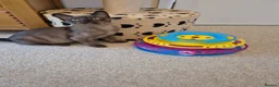 Burmese cats for sale: Adorable Brown Male Burmese Kitten - Advert 4