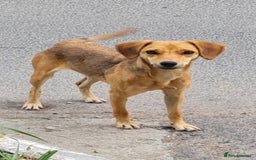 Mixed Breed dogs for sale: Adopt Adorable Rescue puppies Miki & Alice!  - Image 5