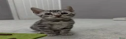 Bengal cats for sale: Bengal kittens🐆 - Advert 5