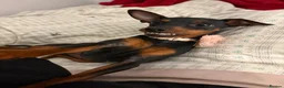 Miniature Pinscher dogs for sale: Loving Minpin for sale at £400 - Advert 4