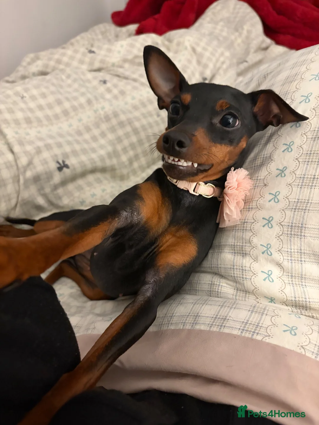 Miniature Pinscher dogs for sale: Loving Minpin for sale at £400 - Advert 4