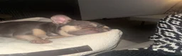 French Bulldog dogs for sale: Beautiful female Blue & tan french bulldog 🐾 - Advert 6