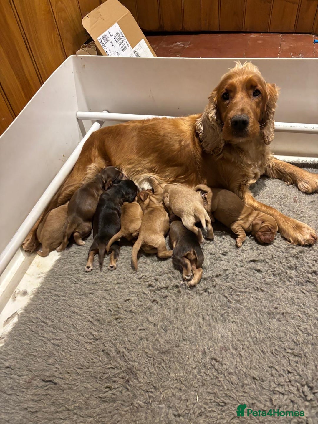 Cocker Spaniel dogs for sale: Stunning KC Cocker spaniels  - Advert 1