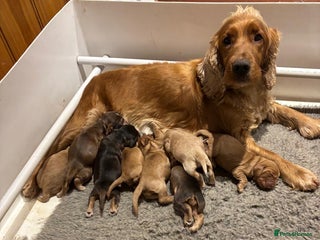 Cocker Spaniel dogs Stunning KC Cocker spaniels - Advert 1