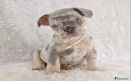 French Bulldog dogs for sale: Stunning French Bulldog Puppies  - Image 2