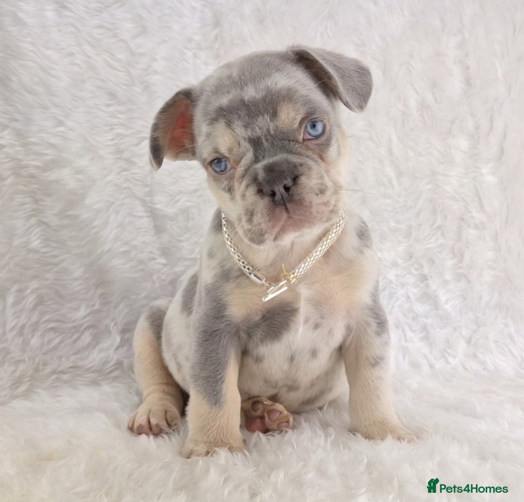 French Bulldog dogs for sale: Stunning French Bulldog Puppies  - Image 2