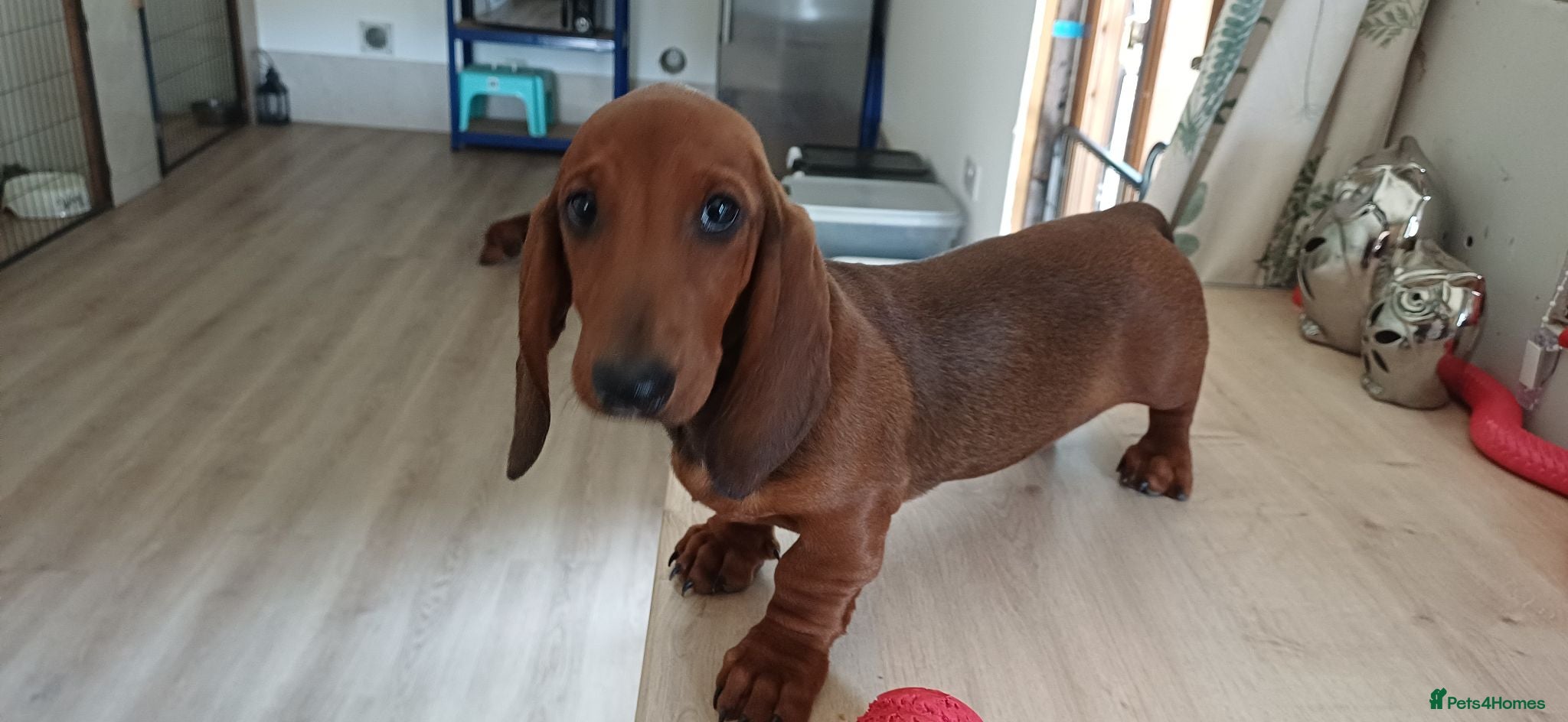 Dachshund dogs OUTSTANDING KC REGISTERED DACHSHUND - Advert 14