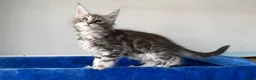 Maine Coon cats for sale: Maine coon kittens registered with GCCF - Advert 22
