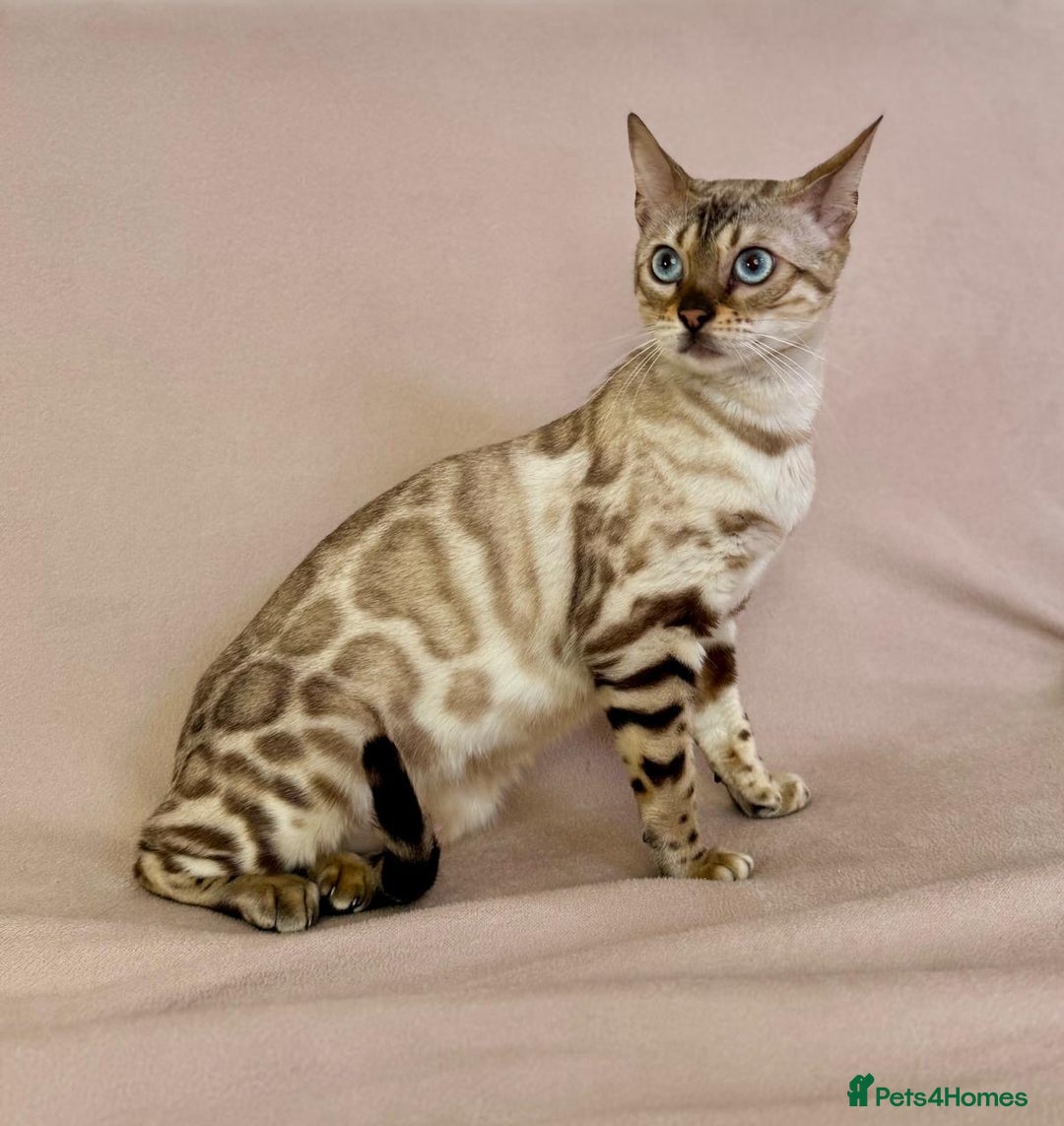 Bengal cats for sale: 🐾PUREBRED Active for breed Bengal girl🐾  - Image 14