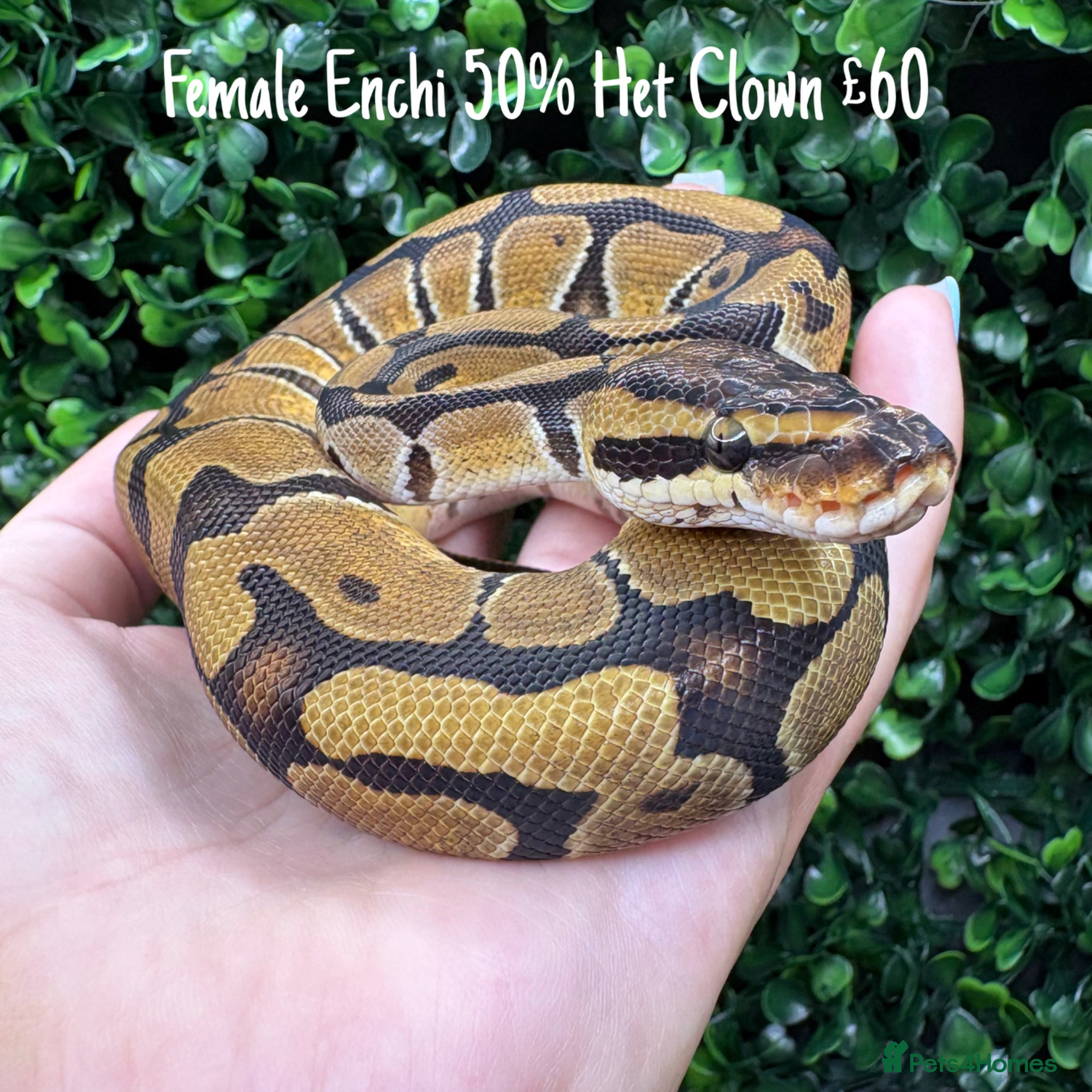 Python Snake reptiles for sale: Juvenile Ball Pythons - Advert 4