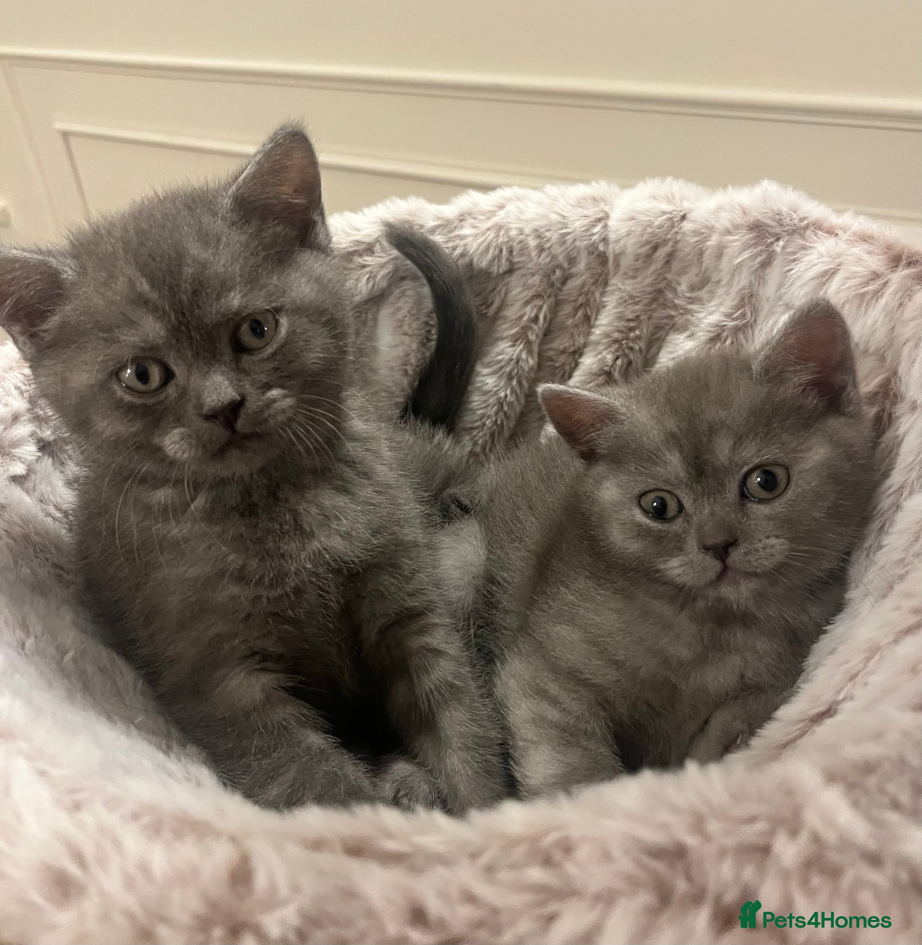 British Shorthair cats Beautiful BHS kittens, 1 girl, 1 boy available  - Advert 1