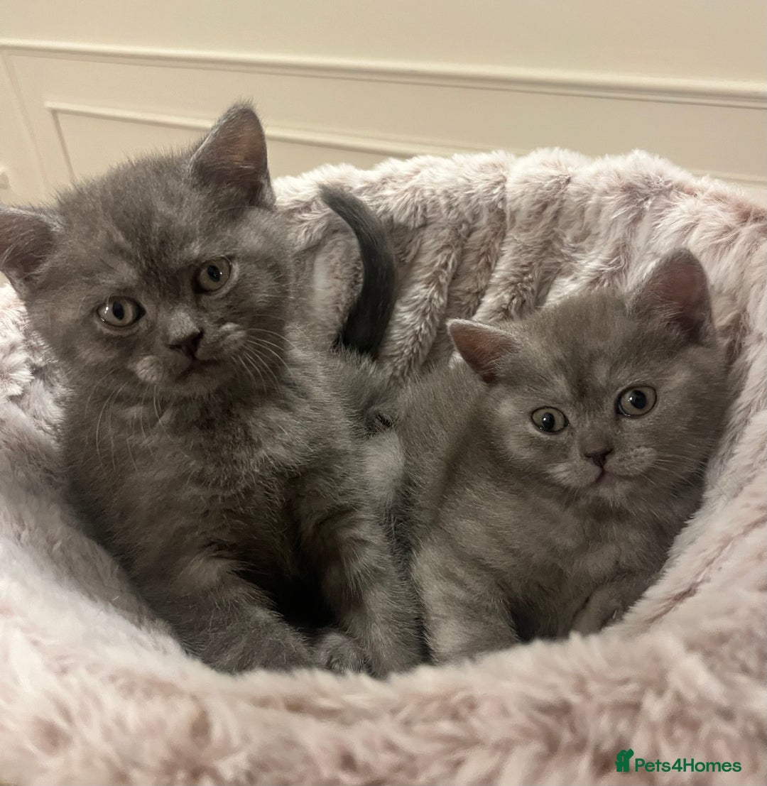 British Shorthair cats for sale: Beautiful BSH kittens, 1 girl, 1 boy available  - Advert 1