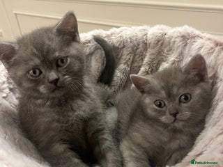 British Shorthair cats Beautiful BHS kittens, 1 girl, 1 boy available - Advert 1