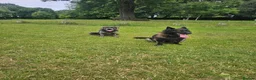 Cane Corso dogs for sale: Cane Corso 9 months old  - Advert 7