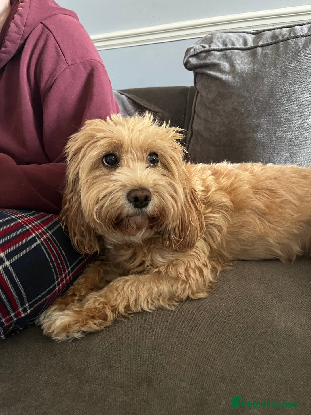 Cockapoo dogs for sale: Mini Cockapoo Puppies Due 4th Sept  - Image 7