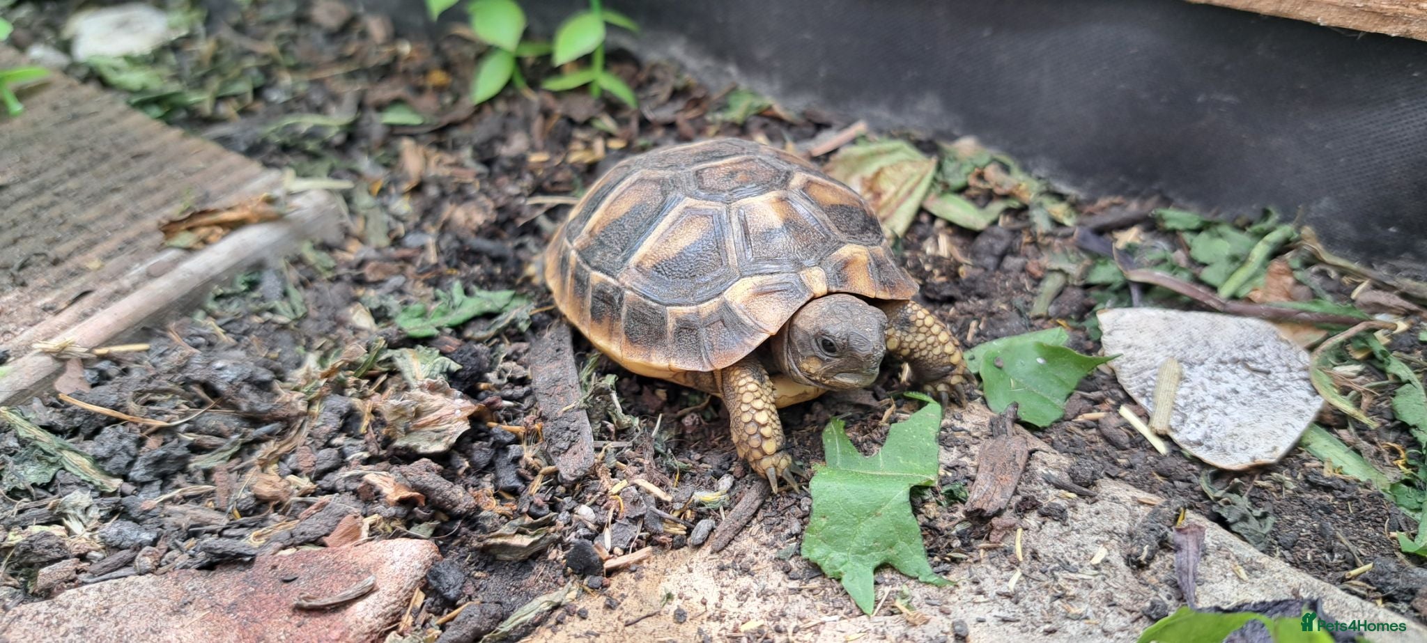 Tortoise reptiles 2026 Home Hatched Hermanns Tortoises For Sale - Advert 2